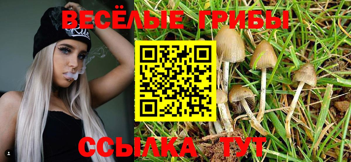 Галлюциногенные грибы Cubensis  Вход с VPN  Зеленогорск 